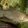 Rotauge, Rutilus rutilus, 10-13 cm (Kaltwasser)