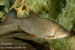 Rotauge, Rutilus rutilus, 10-13 cm (Kaltwasser)