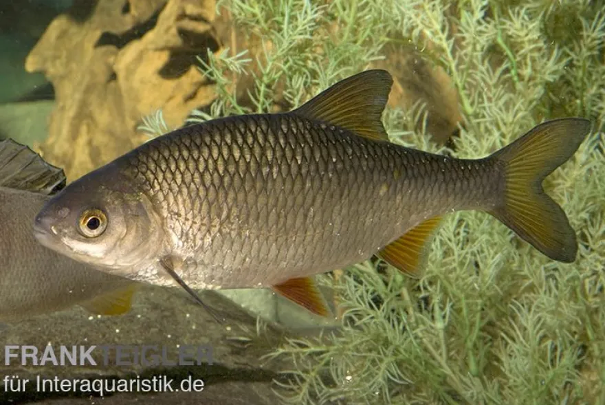 Rotauge, Rutilus rutilus, 10-13 cm (Kaltwasser)