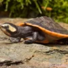 Rotbauch-Spitzkopfschildkröte, Emydura subglobosa