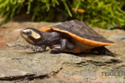 Rotbauch-Spitzkopfschildkröte, Emydura subglobosa