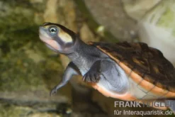 Rotbauch-Spitzkopfschildkröte, Emydura subglobosa