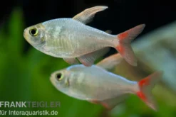 Rotblauer Kolumbianer, Hyphessobrycon columbianus