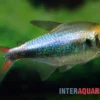 Rot-Blauer Perusalmler, Hyphessobrycon margitae