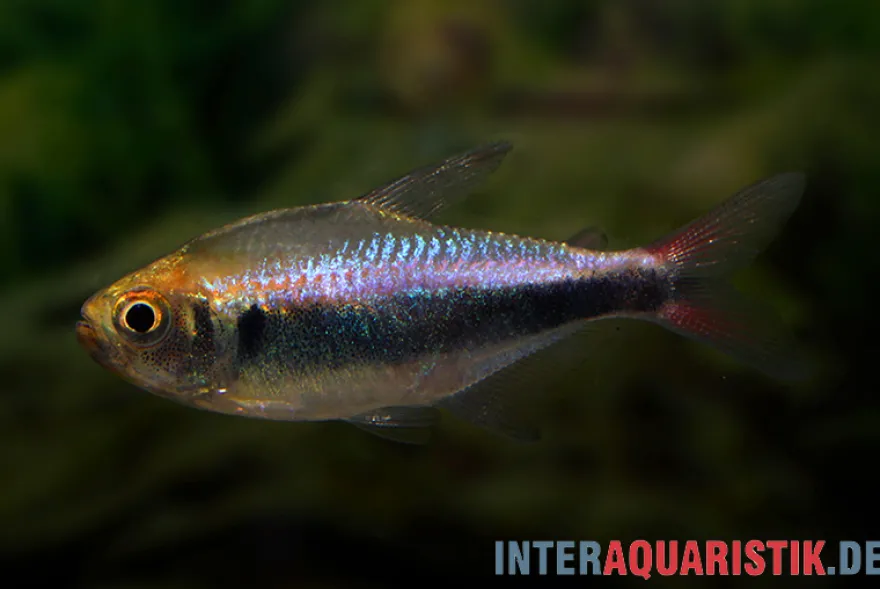 Rot-Blauer Perusalmler, Hyphessobrycon margitae