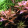 Rotblättriges Kammblatt, Proserpinaca palustris, In Vitro