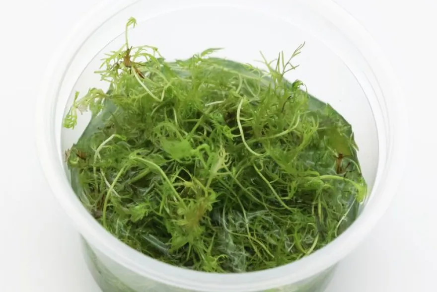 Rotblättriges Kammblatt, Proserpinaca palustris, In Vitro