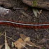 Rotbrauner Bandfüßer, Antheromorpha festiva