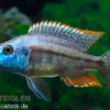 Rotbrust-Messerbuntbarsch, Dimidiochromis strigatus, DNZ
