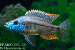 Rotbrust-Messerbuntbarsch, Dimidiochromis strigatus, DNZ