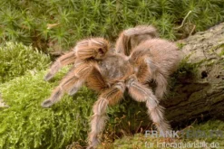 Rote Chile-Vogelspinne, Grammostola rosea