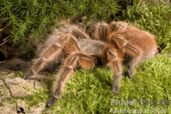 Rote Chile-Vogelspinne, Grammostola rosea