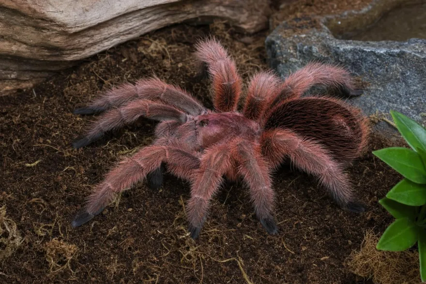 Rote Chile-Vogelspinne, Grammostola rosea