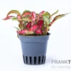 Rote Fittonia, Fittonia verschaffeltii (Terrariumpflanze)