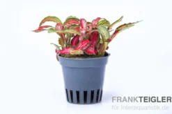 Rote Fittonia, Fittonia verschaffeltii (Terrariumpflanze)