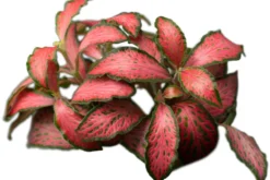 Rote Fittonia, Fittonia verschaffeltii (Terrariumpflanze)