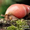 Rote Hausschnecke, Limicolaria sp. "Deep Red"