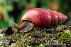 Rote Hausschnecke, Limicolaria sp.