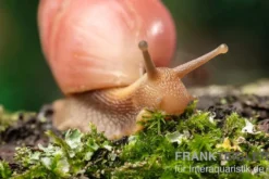 Rote Hausschnecke, Limicolaria sp.