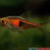 Rote Keilfleckbarbe, Trigonostigma hengeli