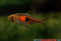 Rote Keilfleckbarbe, Trigonostigma hengeli