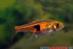 Rote Keilfleckbarbe, Trigonostigma hengeli