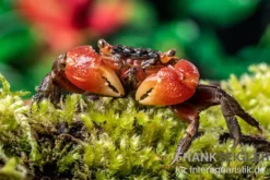 Rote Mangrovenkrabbe, Pseudosesarma moeshi, Zufällig ausgewählt