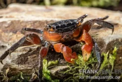 Rote Mangrovenkrabbe, Pseudosesarma moeshi, Zufällig ausgewählt