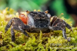 Rote Mangrovenkrabbe, Pseudosesarma moeshi, Zufällig ausgewählt
