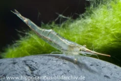 Rote Nashorngarnele, Caridina gracilirostris