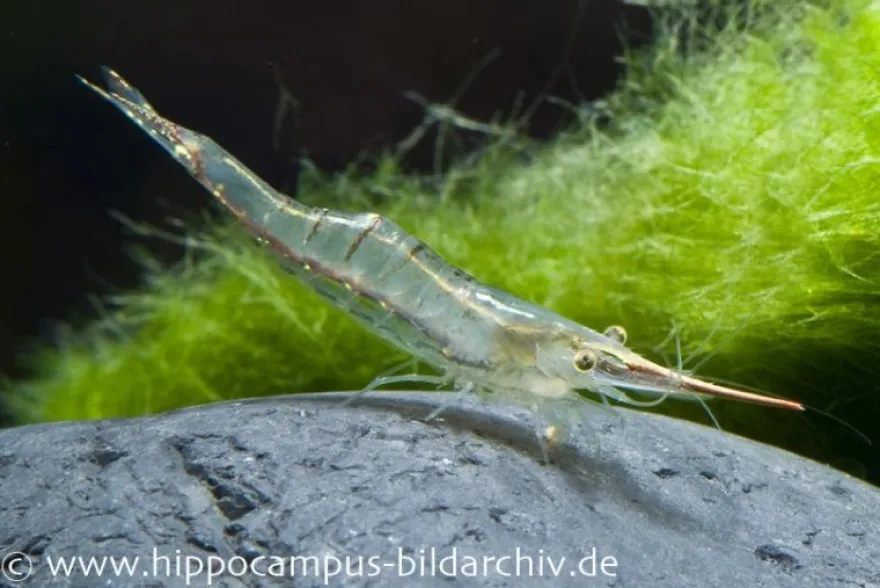 Rote Nashorngarnele, Caridina gracilirostris