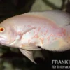 Roter Albino Oscar, Pfauenaugenbuntbarsch, Astronotus ocellatus