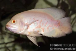 Roter Albino Oscar, Pfauenaugenbuntbarsch, Astronotus ocellatus