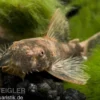 Roter Antennenwels, Ancistrus sp. LDA 16, DNZ