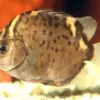 Roter Argusfisch, Scatophagus argus atromaculatus
