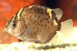 Roter Argusfisch, Scatophagus argus atromaculatus