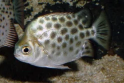 Roter Argusfisch, Scatophagus argus atromaculatus