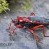 Rote Raubwanze, Ectrichodia sp. Nigeria