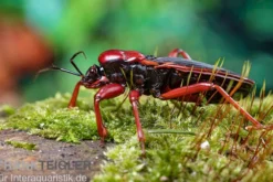 Rote Raubwanze, Ectrichodia sp. Nigeria