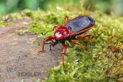 Rote Raubwanze, Ectrichodia sp. Nigeria