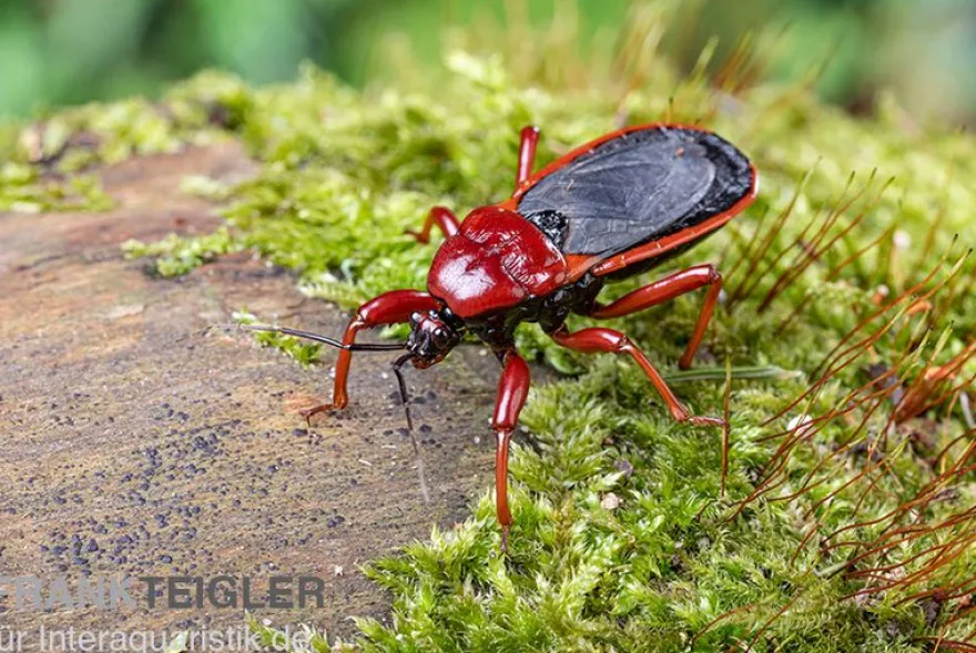 Rote Raubwanze, Ectrichodia sp. Nigeria