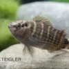 Roter Badis, Badis ruber