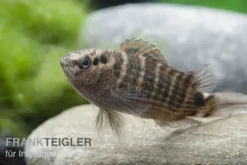 Roter Badis, Badis ruber