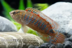 Roter Badis, Badis ruber