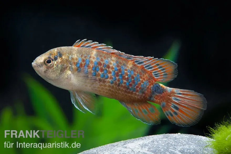 Roter Badis, Badis ruber