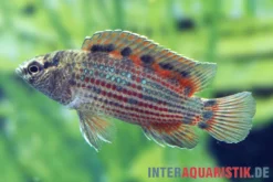 Roter Badis, Badis ruber