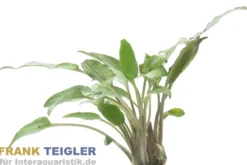 Roter breitblättriger Wasserkelch, Cryptocoryne undulatus red, im Topf