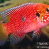 Roter Buntbarsch, Hemichromis stellifer sp. "Gabun"
