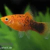 Roter Calico Platy, Xiphophorus maculatus