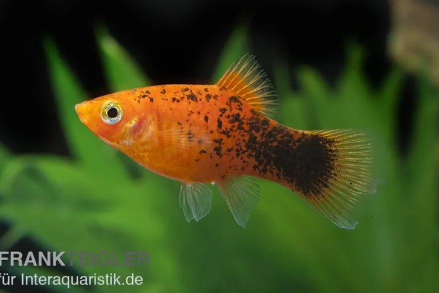 Roter Calico Platy, Xiphophorus maculatus